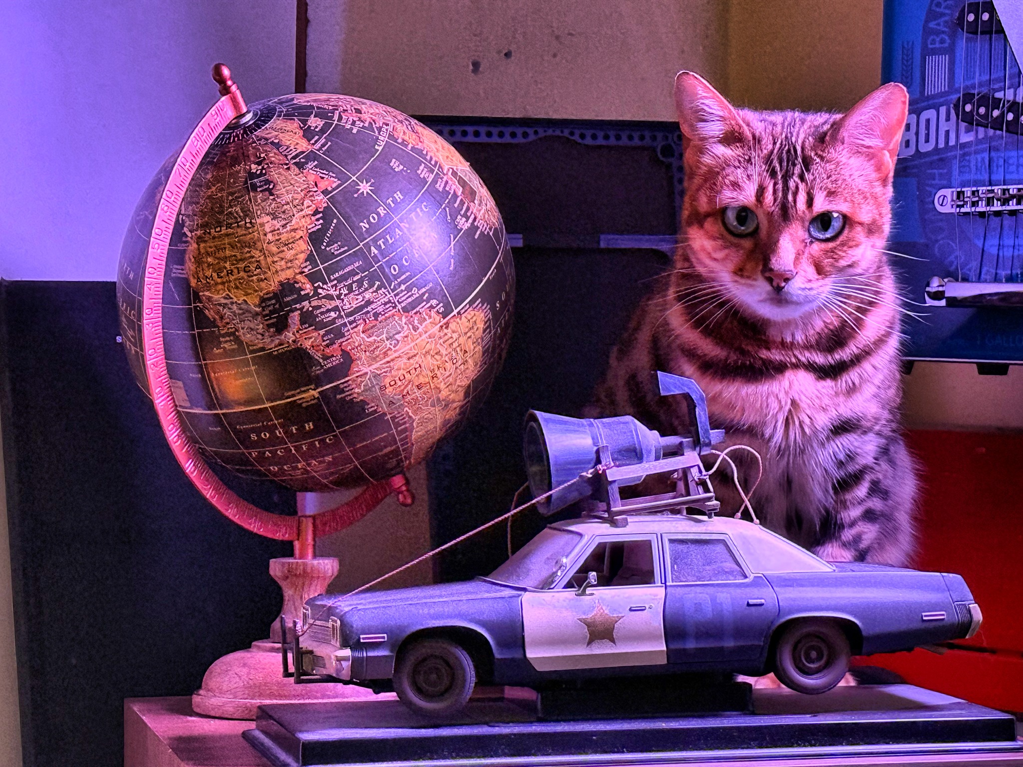 Io non vivo con una gatta